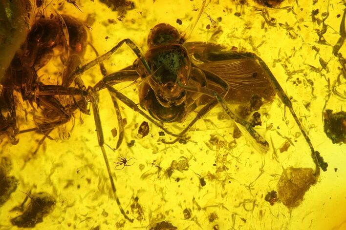 Two Detailed Fossil Ants (Formicidae) In Baltic Amber #197750